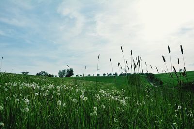 Scenic view of field against sky, with many dandelion 