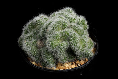 Close-up of cactus plant against black background