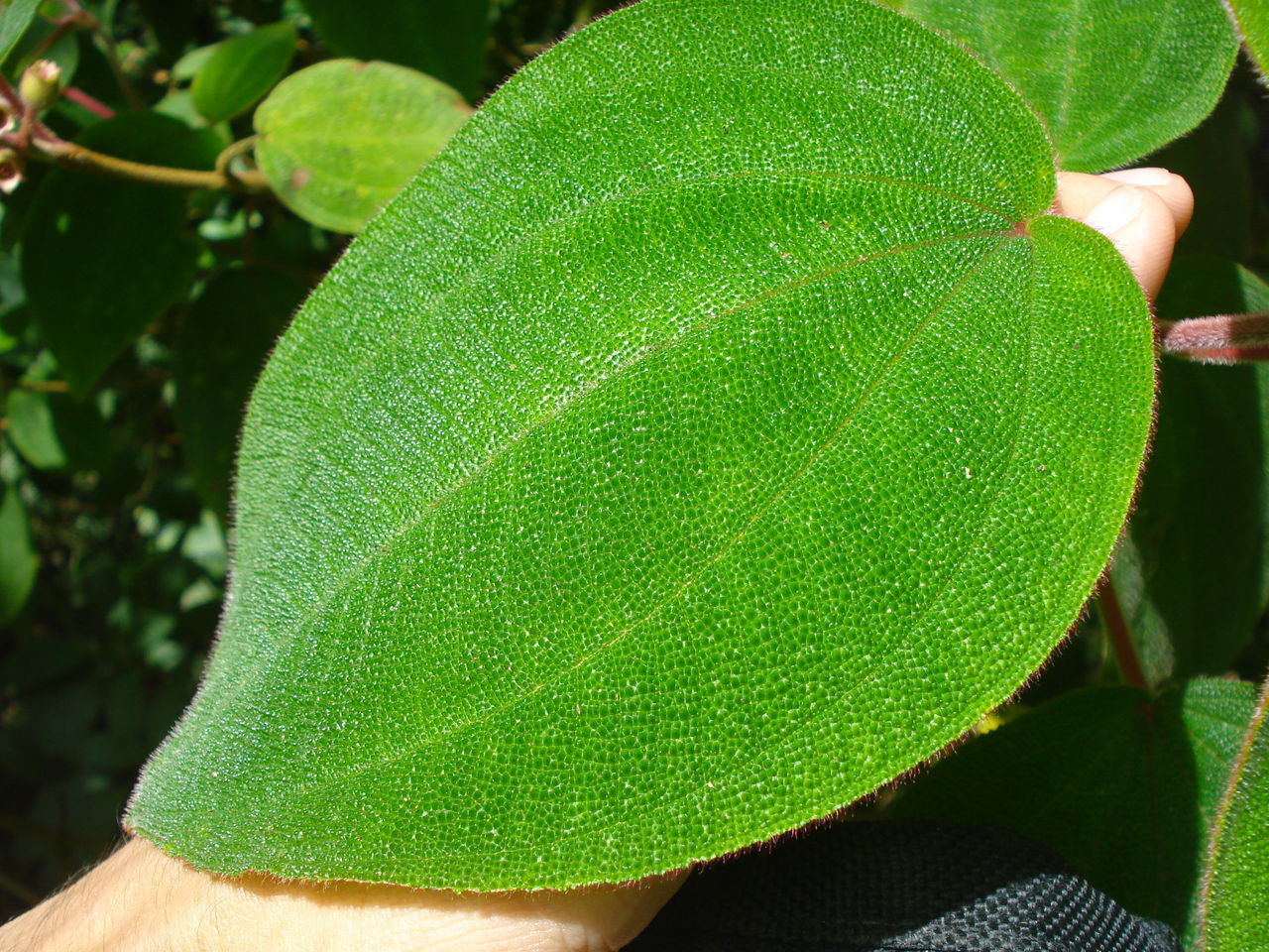 CLOSE-UP OF GREEN HAND