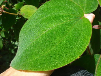 Close-up of green leaf