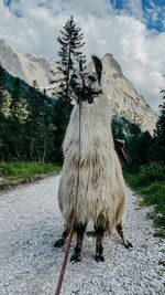 Horse cart on road by mountain against sky