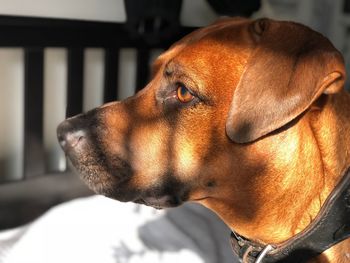 Close-up of a dog looking away