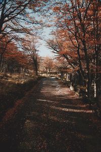 Empty road amidst trees during autumn