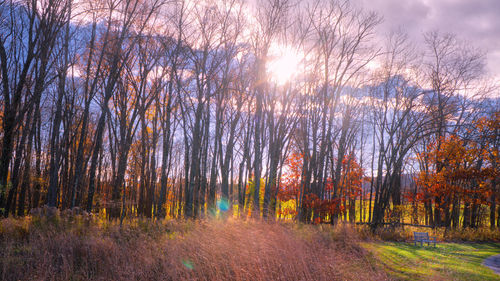 Trees in forest against sky