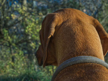 Close-up of a dog