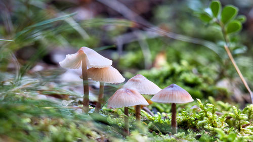 Close-up of mushroom growing on field