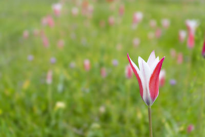 Close-up of purple crocus flowers on field