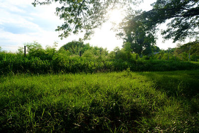 Scenic view of trees on field against sky
