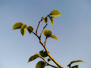 Low angle view of plant against clear blue sky