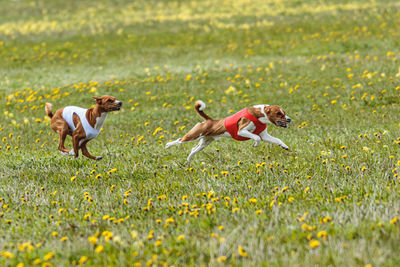 Basenji dogs in