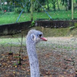 Close-up of a bird on land