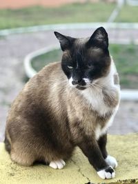 Black cat sitting outdoors