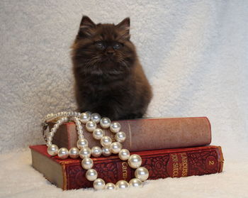 British longhair cat sitting by pearl jewelry on books at home