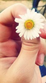 Close-up of cropped hand holding daisy