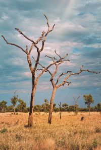 Bare tree on field against sky