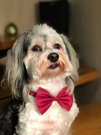 Portrait of cute dog at home