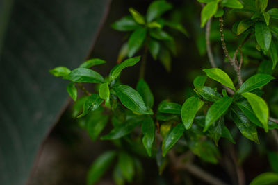 Close-up of raindrops on leaves