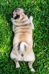 High angle view of dog on grass