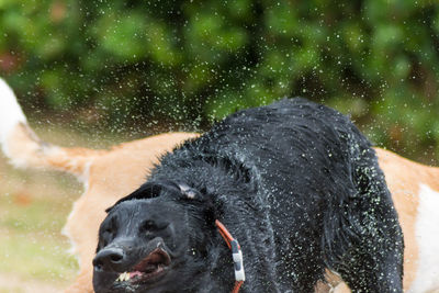 Close-up of wet dog