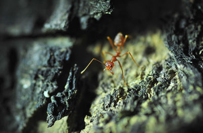 Close-up of ant on rock