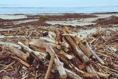 Close-up of driftwood on beach