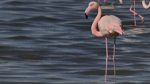 Flamingo standing at the shore in kuwait