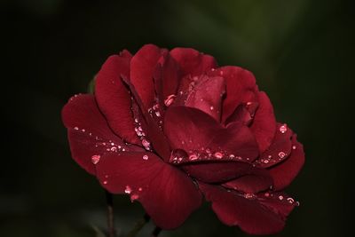 Close-up of wet red rose flower