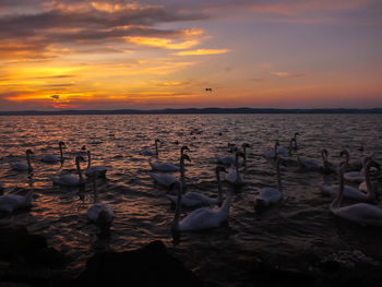 Bird flying over calm sea at sunset