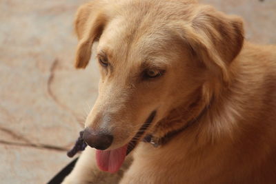 Close-up of clam dog 