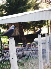 View of bird perching on fence