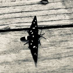 Close-up of insect on wood