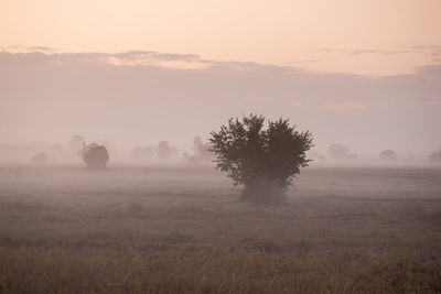 Trees on field against sky during foggy weather