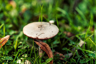 Close-up of mushroom growing on field