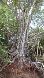 Trees in forest