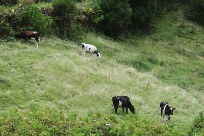 Cows grazing on field