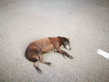 High angle view of dog on road