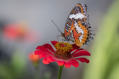 Close-up of butterfly pollinating on flower