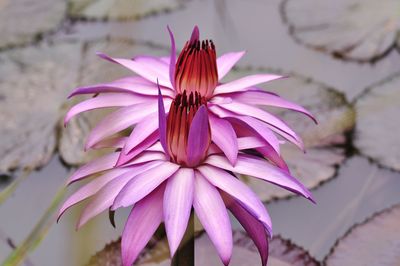 Close-up of insect on flower