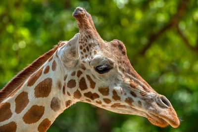 Close-up of giraffe