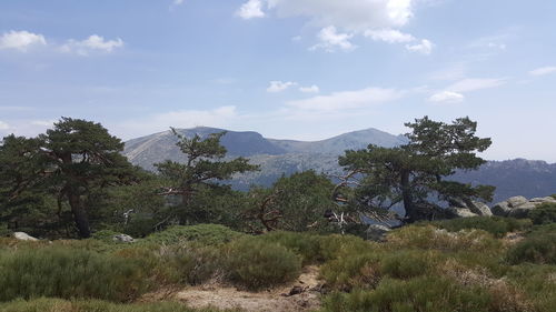 Trees on landscape against sky