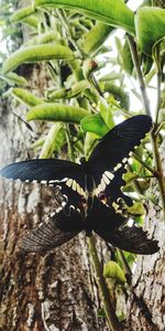 Close-up of butterfly on leaf