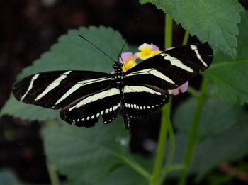 Close-up of butterfly on leaf