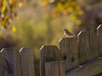 Close-up of bird perching on fence