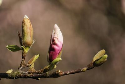 Close-up of flower buds growing outdoors