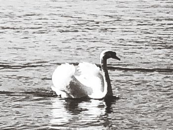 Swan swimming in lake