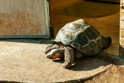 Turtle walks through the door . aldabra giant tortoise