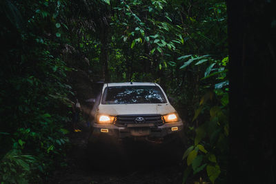 Car on road amidst trees in forest