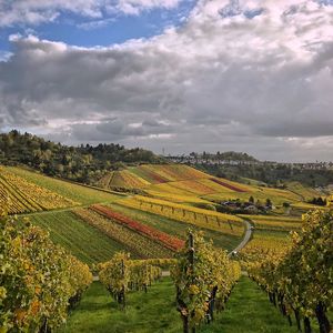 Scenic view of agricultural field against sky