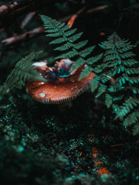 Close-up of mushroom on field