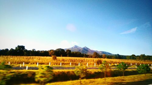 Trees on field in front of mountains against clear blue sky